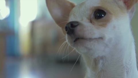 Oh !!! What a Cute Puppy Shaking His Head. IS he dancing?
