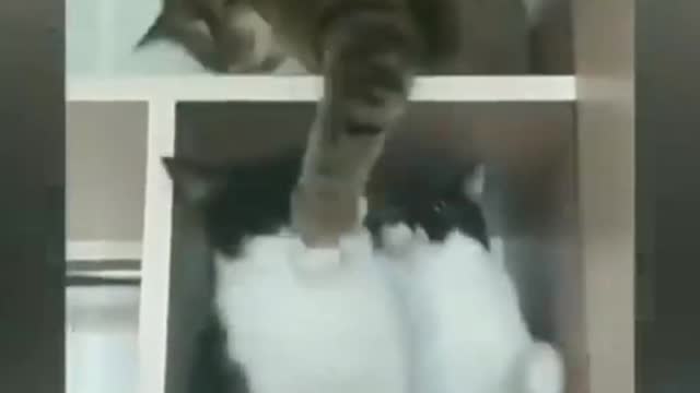 New,Baby Cats,,Cute and Funny Cat Videos Compilation ,,,2021