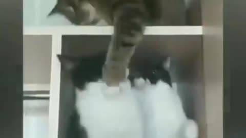New,Baby Cats,,Cute and Funny Cat Videos Compilation ,,,2021