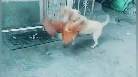 Funny Dog 😂 Video