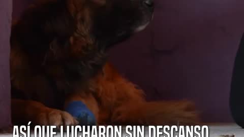 Bron, Un perrito con trauma emocional