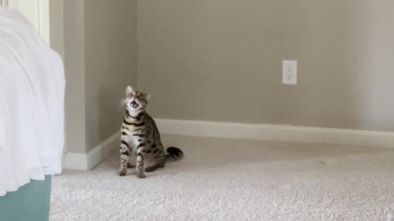 Cat Mourns Christmas Tree