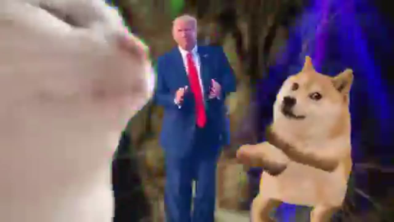 Original "Eating the dogs eat the cats" Trump song