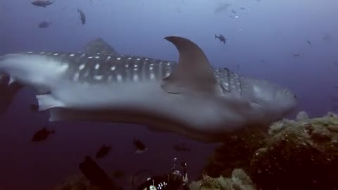 Getting Run Over by a 30ft Whale Shark