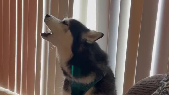 Husky shout for fun laughed a lot laughed a lot