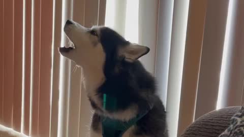 Husky shout for fun laughed a lot laughed a lot