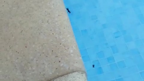 Ant Throws Another Ant Into Pool