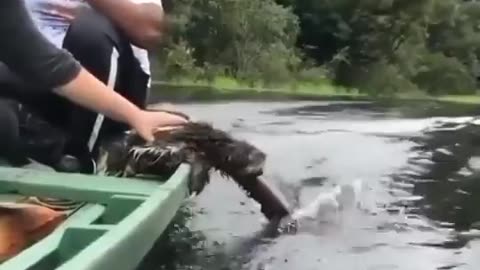 sloth on a boat is truly fascinated by water