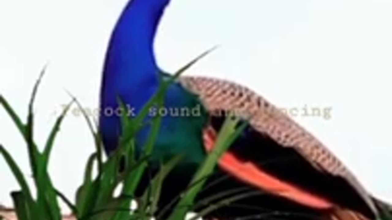 PEACOCK SOUND AND DANCE # SHORTS !!!!