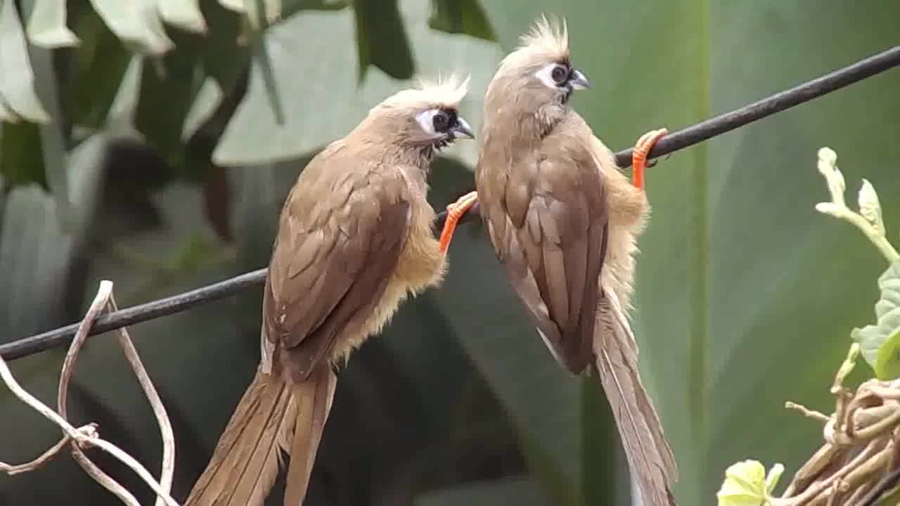 Family of birds