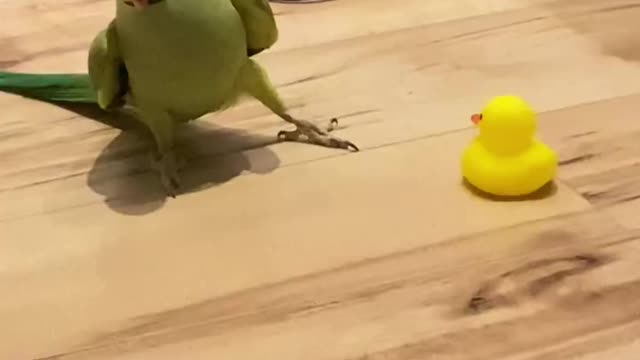 Parrot playing and dancing with duck toys