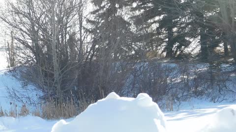 A walk in the snow with my loyal friend,