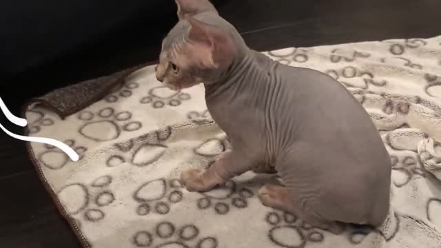 Hairless Cat Brothers Love To Wrestle And Growl At Each Other