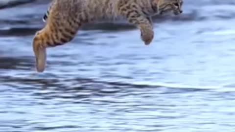 Big cats gets fuc*** jump!