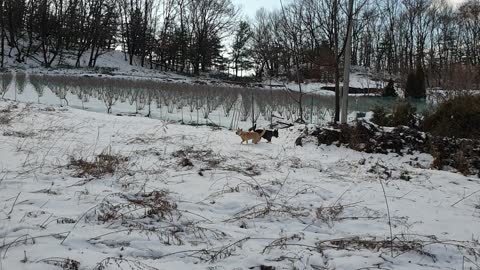 Jindo dog in the countryside on a snowy day