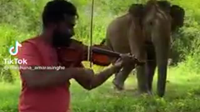 srilankan elephant