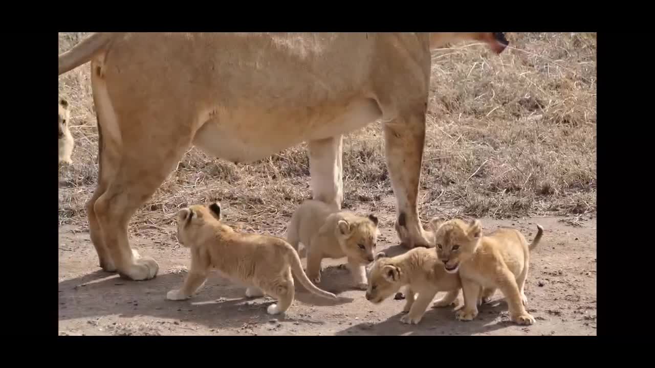 Adorables six lion cubs 🦁