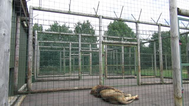Lion on a Cage in the Zoo