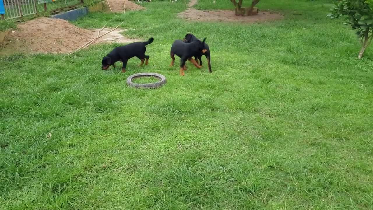 Rottweiler playing in the garden, so cute