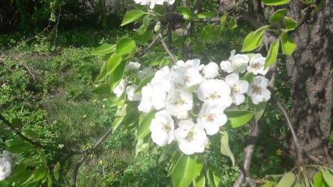 Remember spring, cherry blossoms