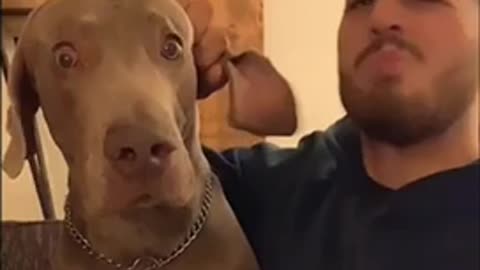 Surprised dog