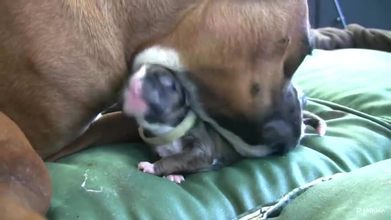 Dog birth its amazing