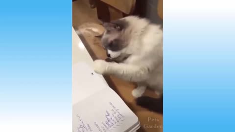 😁 Funniest Cats and Dogs - Awesome Funny Pet Animals Videos