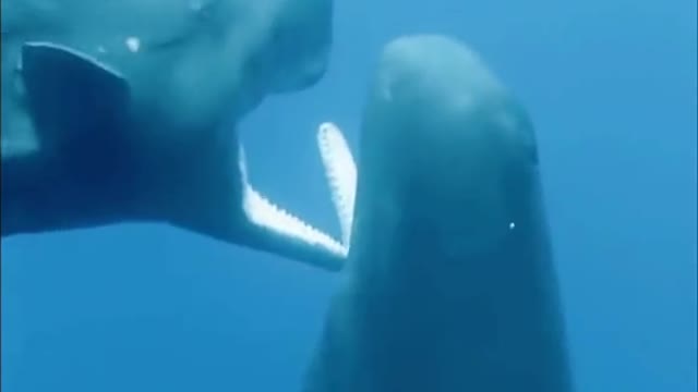 Sperm whale opens its mouth