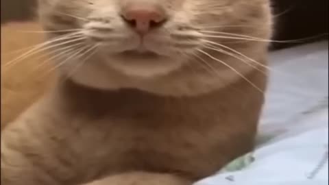 Cat comedy and drama
