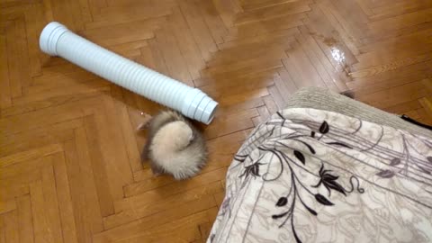 Ferret has fun after bath