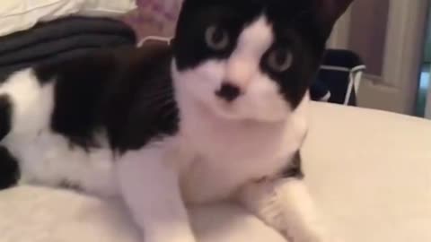 THIS CAT SINGS WITH HIS MOM !!! SO CUTEEE