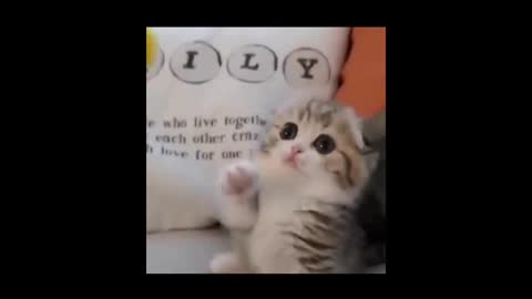 cute cat