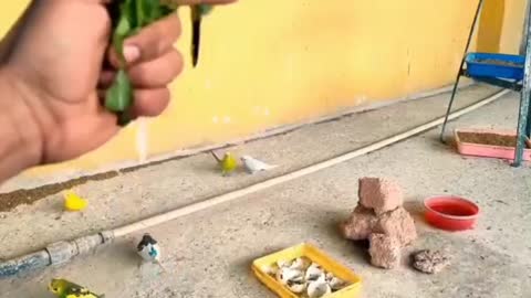 Austalian parrots breeding tips in urdu - Budgies Breeding progress - Breeding Tips for budgies_p5