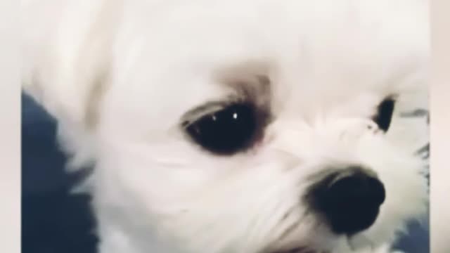 Cutest small puppy is eating some food from his owner