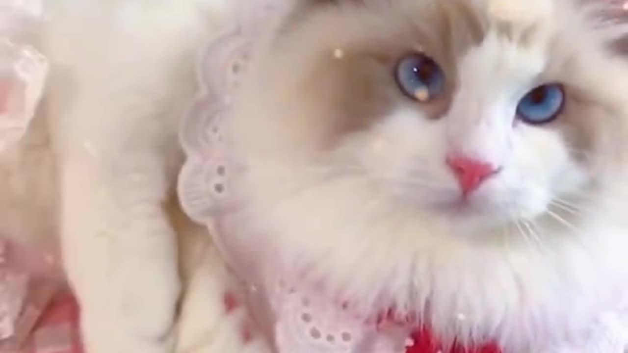 Aww cute cat videos funny Vol5❤️ Cat Cash Compilation chines💚 Tiktok Cat Meow #cat #shorts