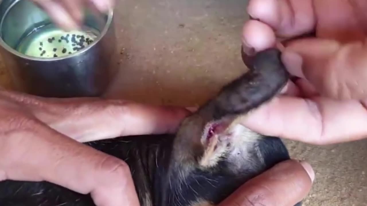 A thousand ticks removed from dog ear well - Many ticks clear from dog @ resque (1)