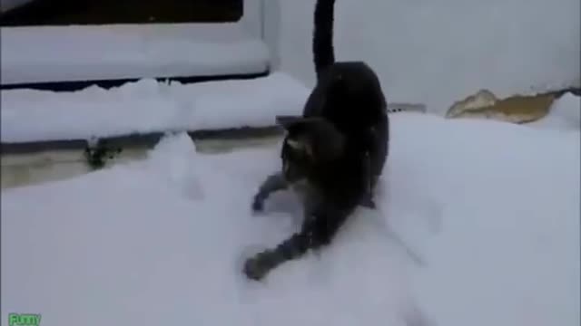 Funny Videos : Crazy Cats