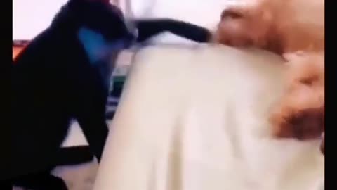 Funniest Cat's Video 🐈😸 || Best Funny Animal's Video 2022😻🤪