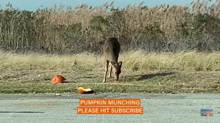 Smashed Pumpkin! Oh DEER