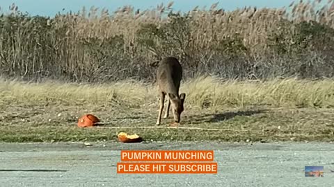 Smashed Pumpkin! Oh DEER
