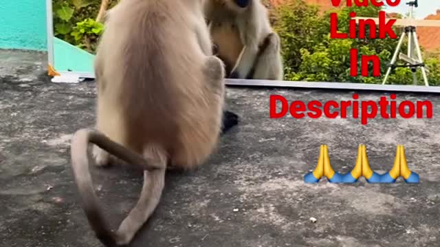 Mirror Prank for Monkey Hilarious Reaction | very funn... 600K views