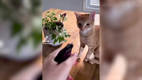 Funny cats and dog