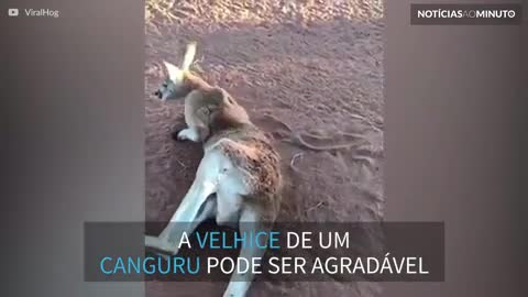 Roger: um velho canguru que só quer curtir a aposentadoria