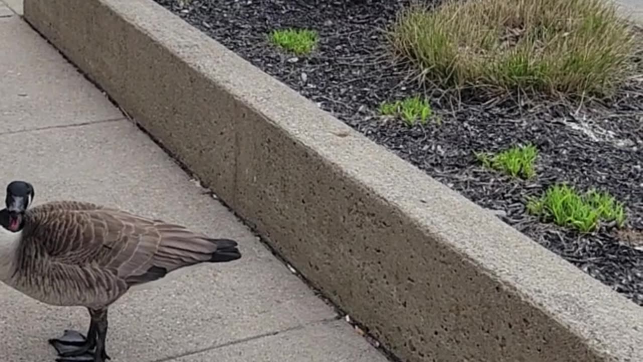 Feathered Finance Guardian: Goose Chases Man Seeking Tax Help