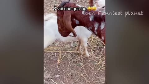 Critter Capers: A Hilarious Animal Antics Compilation!