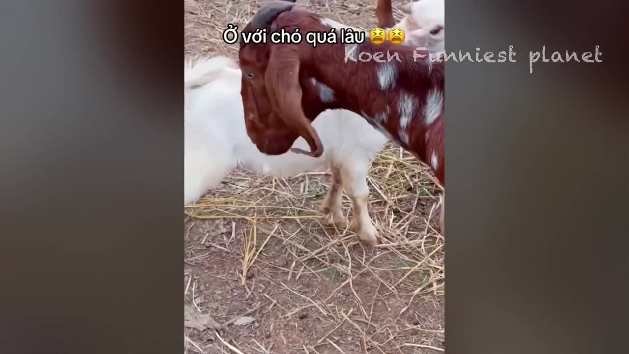 Critter Capers: A Hilarious Animal Antics Compilation!