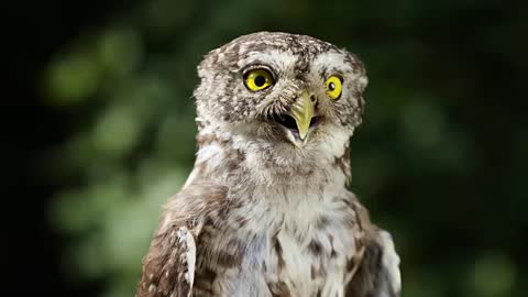 Thirsty owl bird