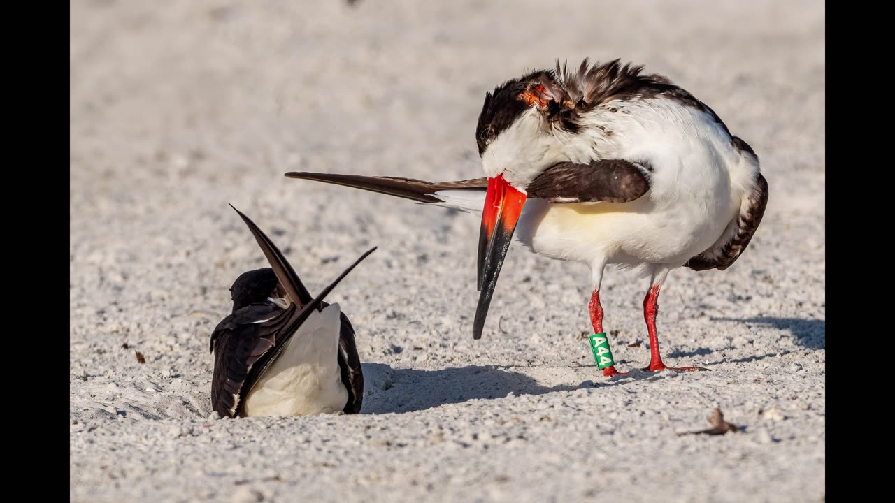 Black Skimmer A44 Recovers