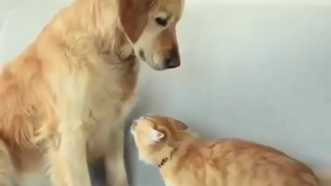 Cat and Dog playing