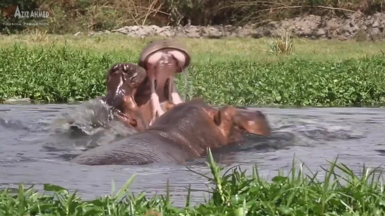 Ethiopian wild life